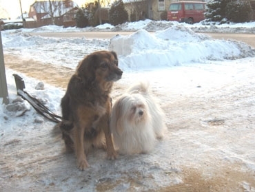 hundegrusfortov2