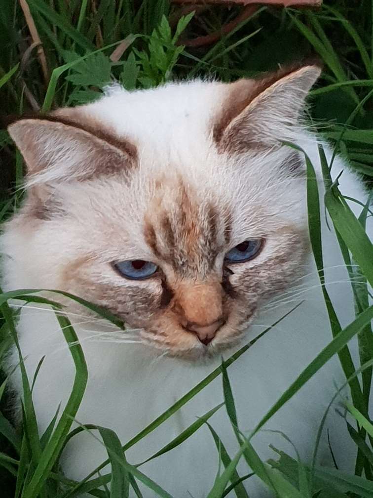 bianca