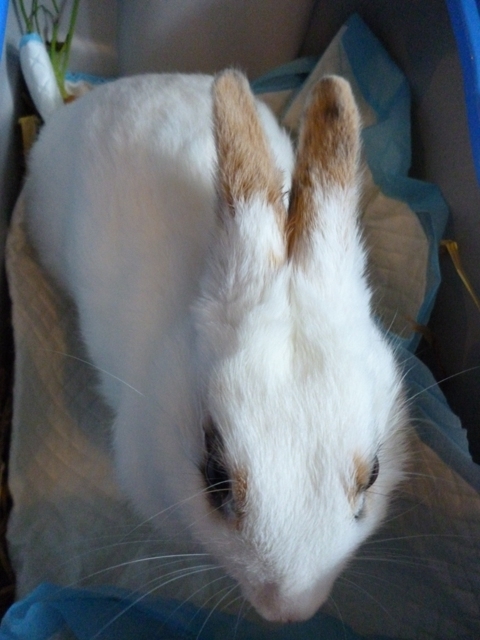Her ser du en behandlet kanin blive sund og rask