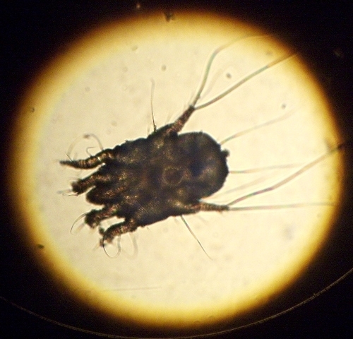 otodectes_a