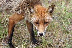 ræv