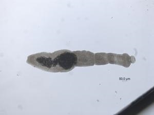 raevens_dvaergbaendelorm_dtu_veterinaerinstituttet_0
