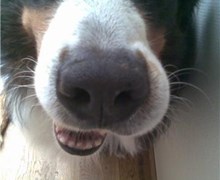 Hundebehandling
