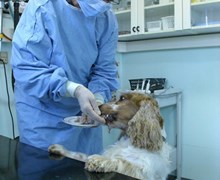Hundebehandling