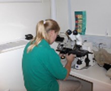 ​Camilla i færd med at mikroskopere